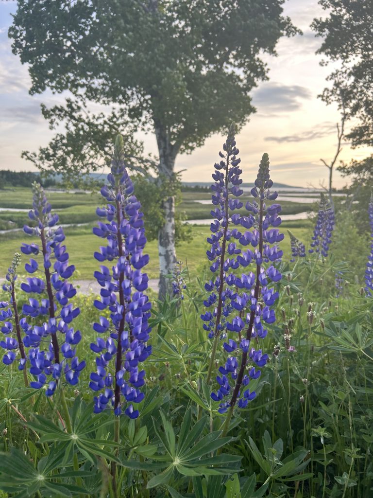 Summer - new beginnings